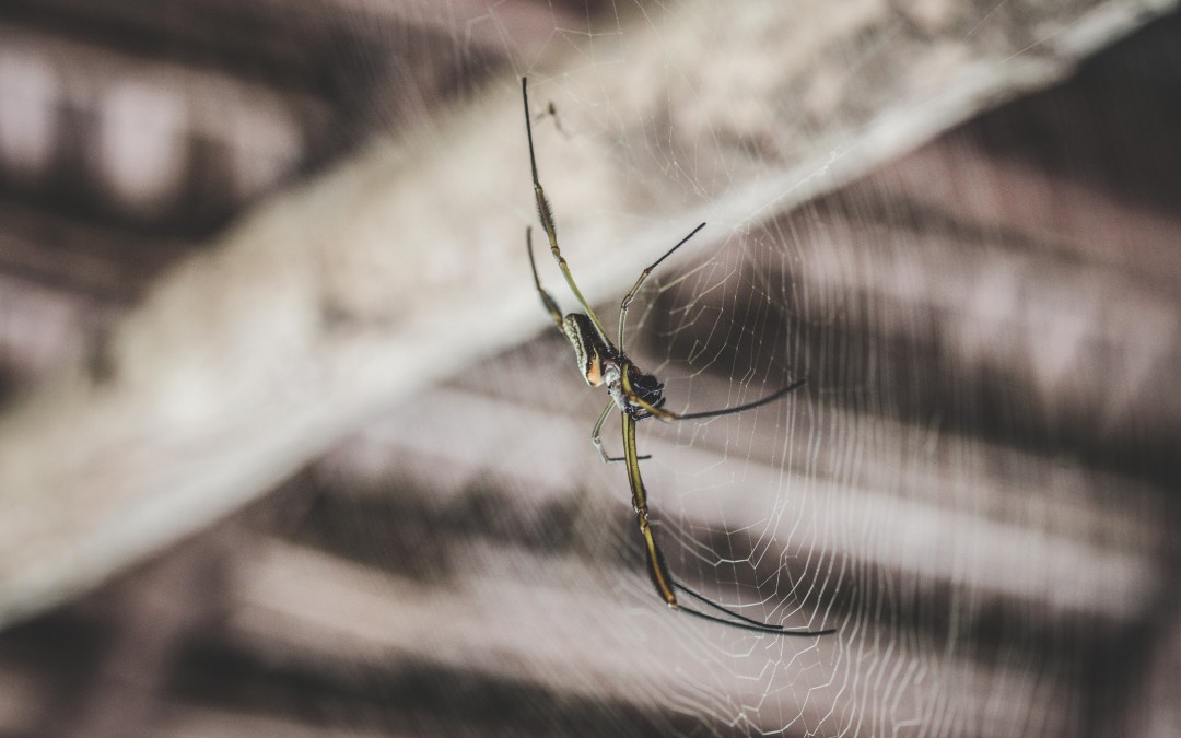 Don’t Hand Down The Fear